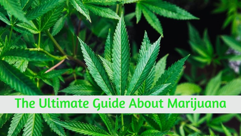 The Ultimate Guide About Marijuana