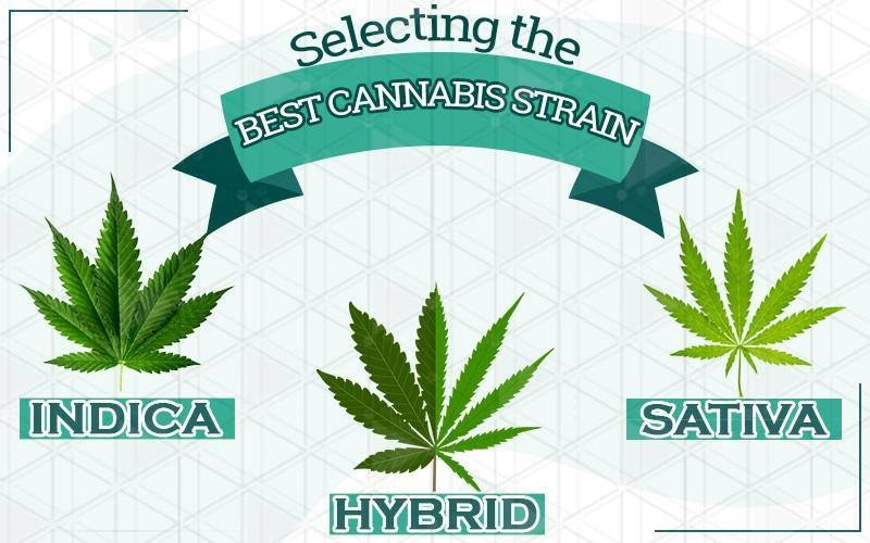 The Best Cannabis Strain For Your Needs